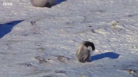 Baby Penguin Tries To Make Friends | Snow Chick: A Penguin's Tale | BBC Earth