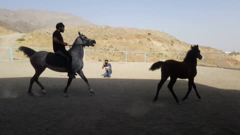 Excited young colt joins his mother for the first time riding