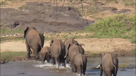 Elephants are crossing a river