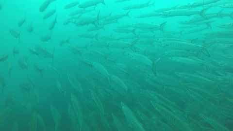 barracuda fishes underwater in thailand