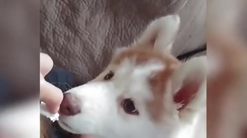 Dog Joins Human Siblings to Get Whipped Cream Sprayed in Mouth