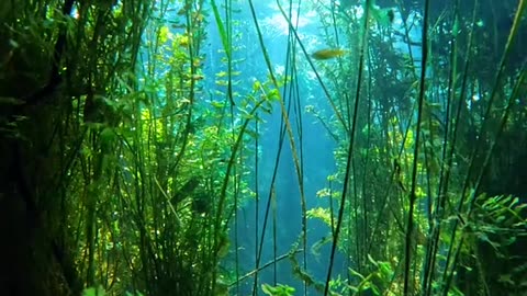 Beautiful underwater