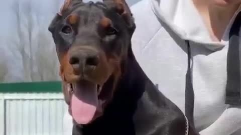 Dog Dobermann Play With My WIfe