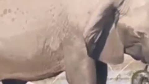 Is the elephant drinking or bathing? Or are you looking for food?