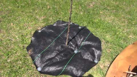 How to Train a Young Apricot Tree Year 1