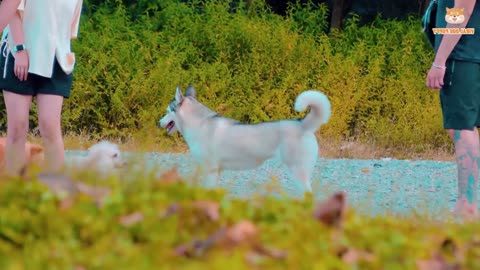 Cute Alaska Puppies Enjoying Relaxing Time And Playing On Vung Tau Park | Viral Dog Puppy