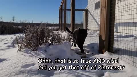 BLACK CAT MEETS A SNOWY OWL