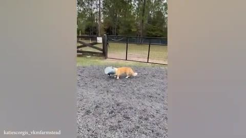 Dog and cat funny video 🤣🤣