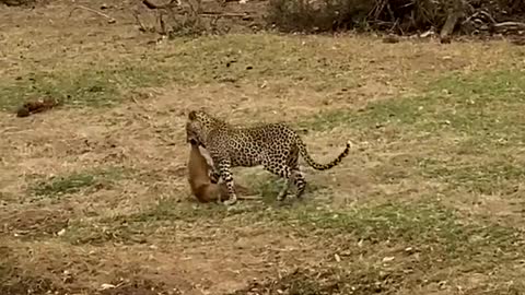 Leopard Strikes Buck From Tree