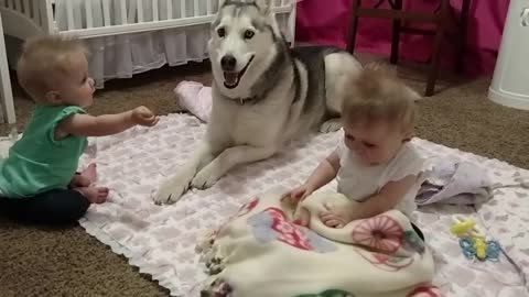 Husky adorably plays with twins