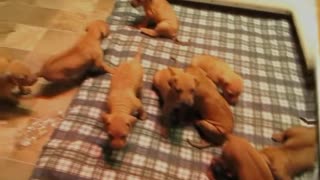 Rhodesian Ridgeback Puppies - Peaches x Joey