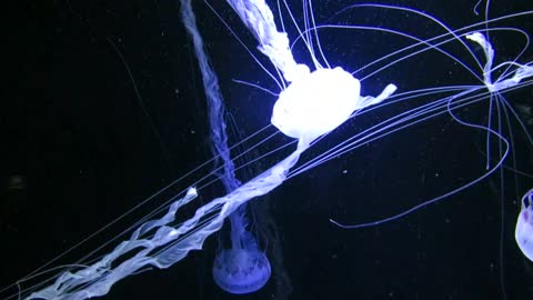 Exciting marine creatures