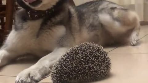 Dog and hedgehog