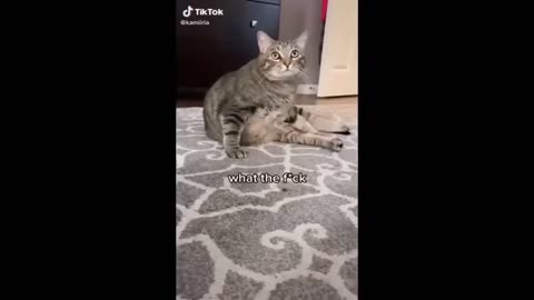 funny animals videos 20 funny animals club youtube, 🤣, funny animals dancing 💃😄, Funny animals 😄hub