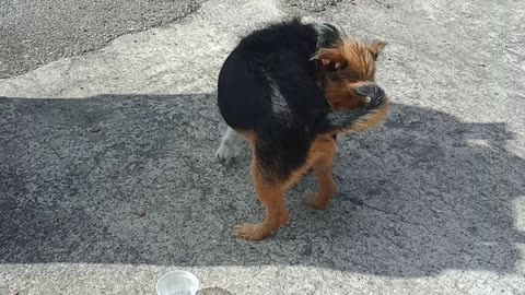 Terrier & Hound Love Frosty Paws