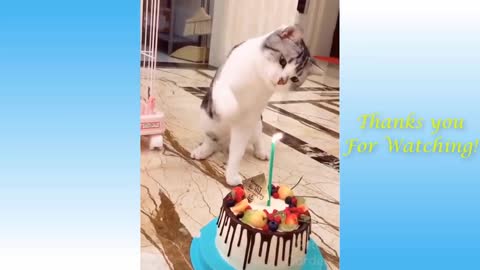 Funny And Cute Cat'S Life (Part 11) Cats And Owners Are The Best Friends Videos