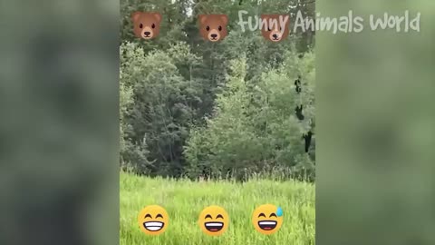 Funniest animal videos