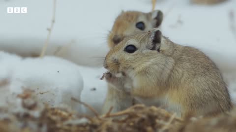 World’s Grumpiest Cat I Frozen Planet II I