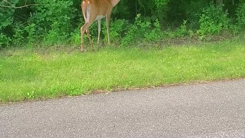 Deer tranquility