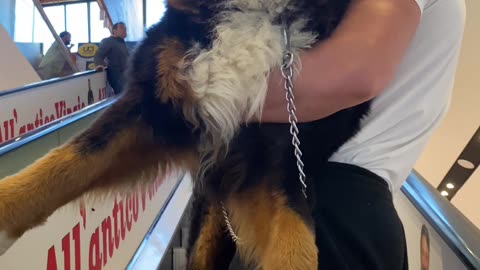 Man Carries Bernese Mountain Dog Up Escalator