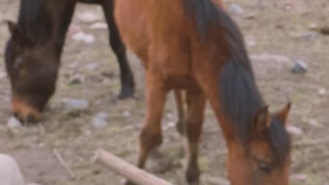 Horse video nature