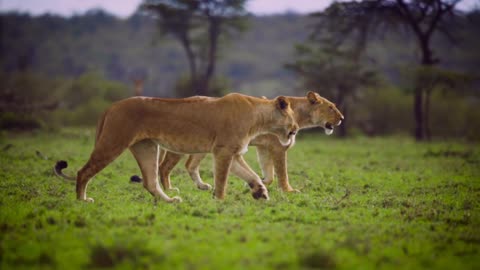 Pair of lionesses walking together