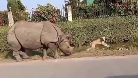 The dog is scared by the rhinoceros, right