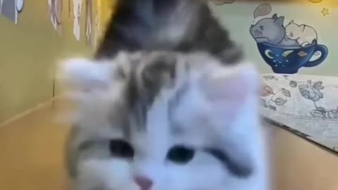 Funny 🤣#😺cat video 2023