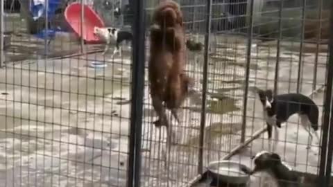 Smart dog trying to escape