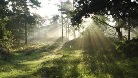 1 minite nature Background sound