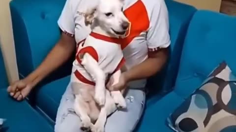 Best Funny Cats and Dogs Videos 2023 😹😂