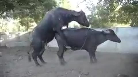 Crazy Buffalo getting horny lol !