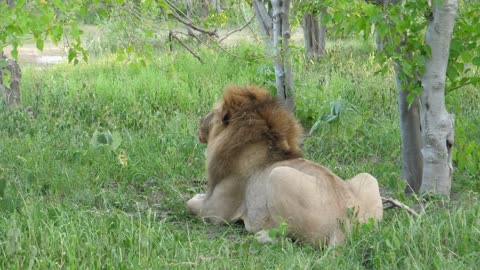 Male lion resting on the grass