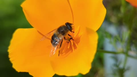 Hover fly on a poppy flower