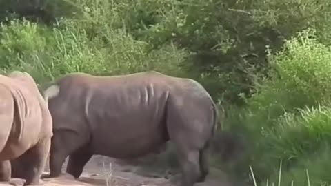 Dehorned rhino fight