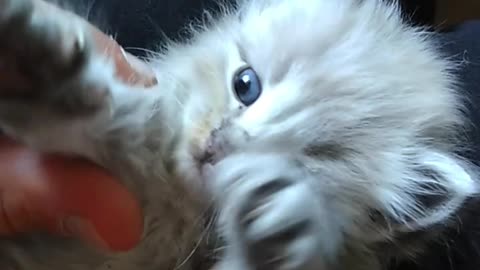 Adorable Kitten Playing with Hands - Cute and Funny Video for Cat Lovers