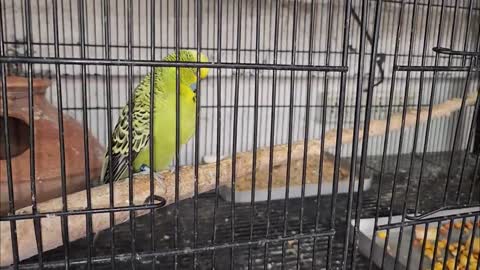 Rio Blue Ollie Meet For The First Time - Holland Budgies Breeding Progress