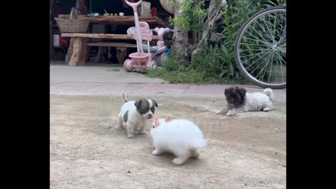 Puppy love with Rabbit|Rabbit eating fruit