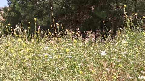 Butterfly in the Wadi