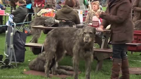 20 Largest Dogs on Earth