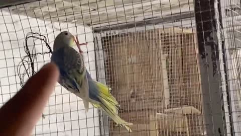 Budgies parrots breeding colony progress Pets vlogp10