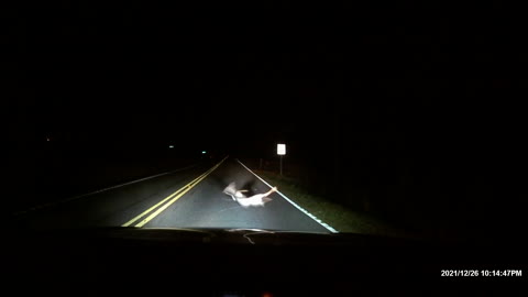 Woman Calmly Warns Boyfriend of Deer on the Road