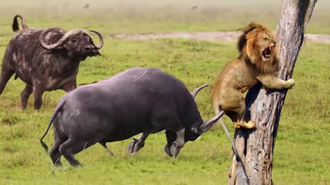 Mothers Buffalo takes lion down with surprising ease to save his body _dingo vs kangroo