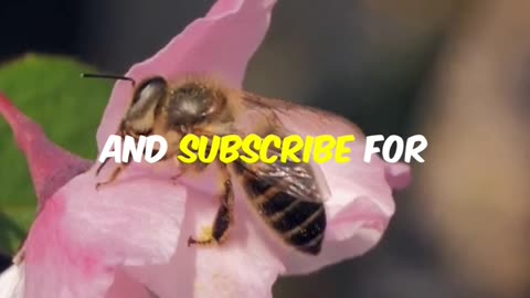 🐝 Honeybee Waggle Dance: Nature’s Communication Code 💃#Honeybee 🐝 #WaggleDance