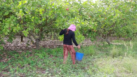 Cashew Cultivation and Cashew Nut Harvesting in My Village-13