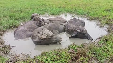 Karabaw (carabao) in a mudhole