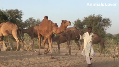 Camels Fast Running In Desert Area _ Beautiful camel in Pakistan