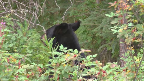 black bear eating berries