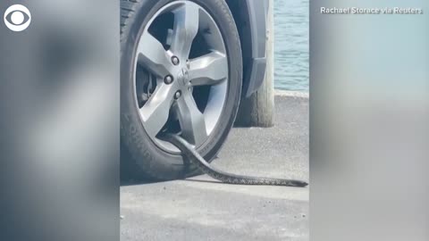 Highly venomous tiger snake found in wheel of car in Australia