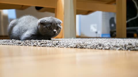 Adorable gray scottish fold kitten sitting on the floor. Animal lover